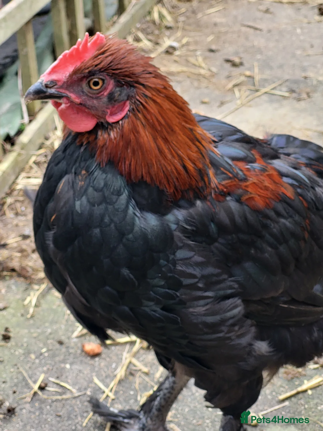 Chickens poultry for sale: Free to good home copper maran cockeral - Advert 1