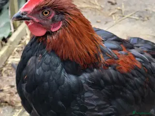 Chickens poultry Free to good home copper maran cockeral - Advert 1