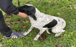 Mixed Breed dogs for adoption: Zara needs a loving home  - Advert 6