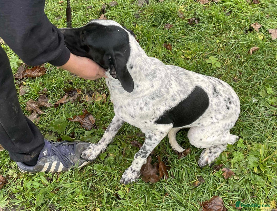 Mixed Breed dogs for adoption: Zara needs a loving home  - Advert 6