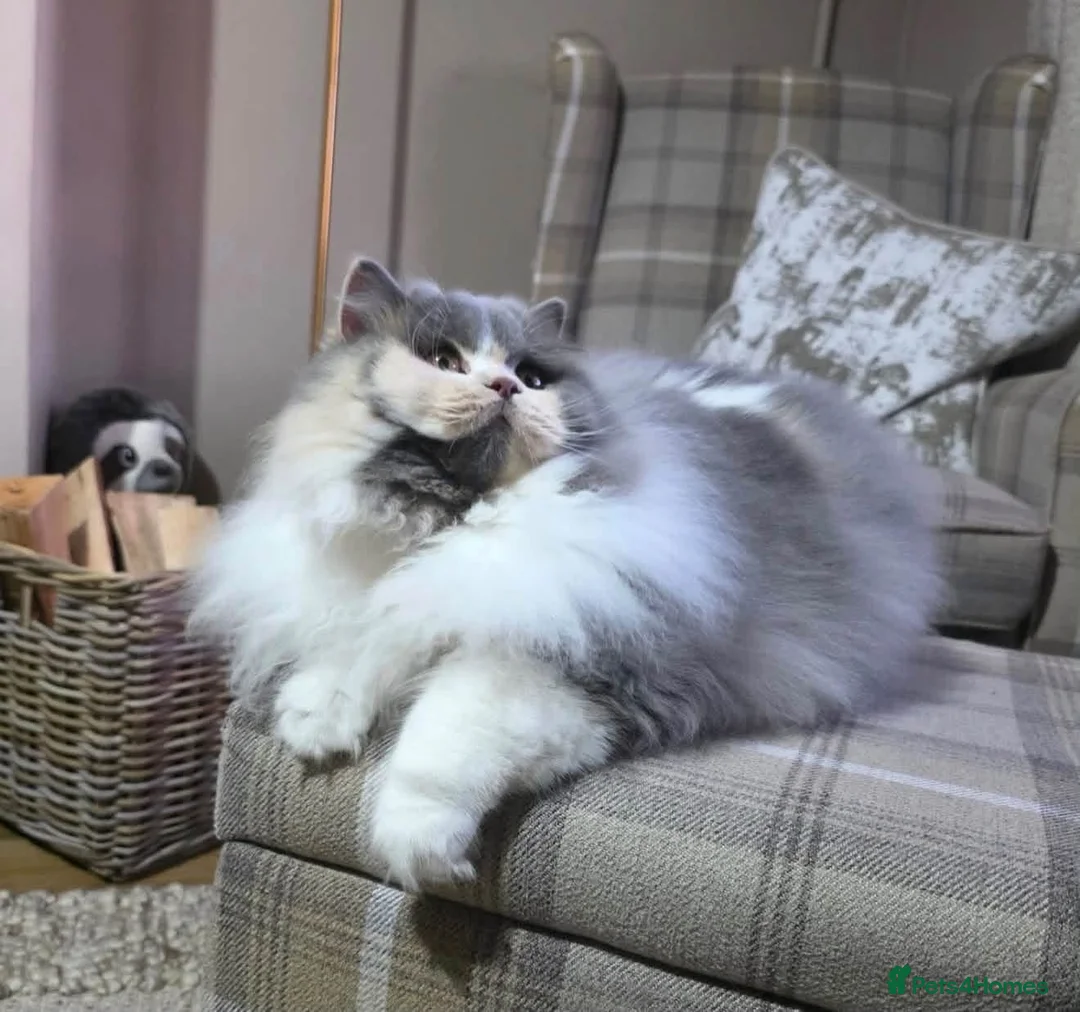 British Shorthair cats for sale: Stunning GCCF British longhair  - Advert 8