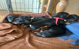 Dachshund dogs for sale: Miniature dachshund puppies - Image 4
