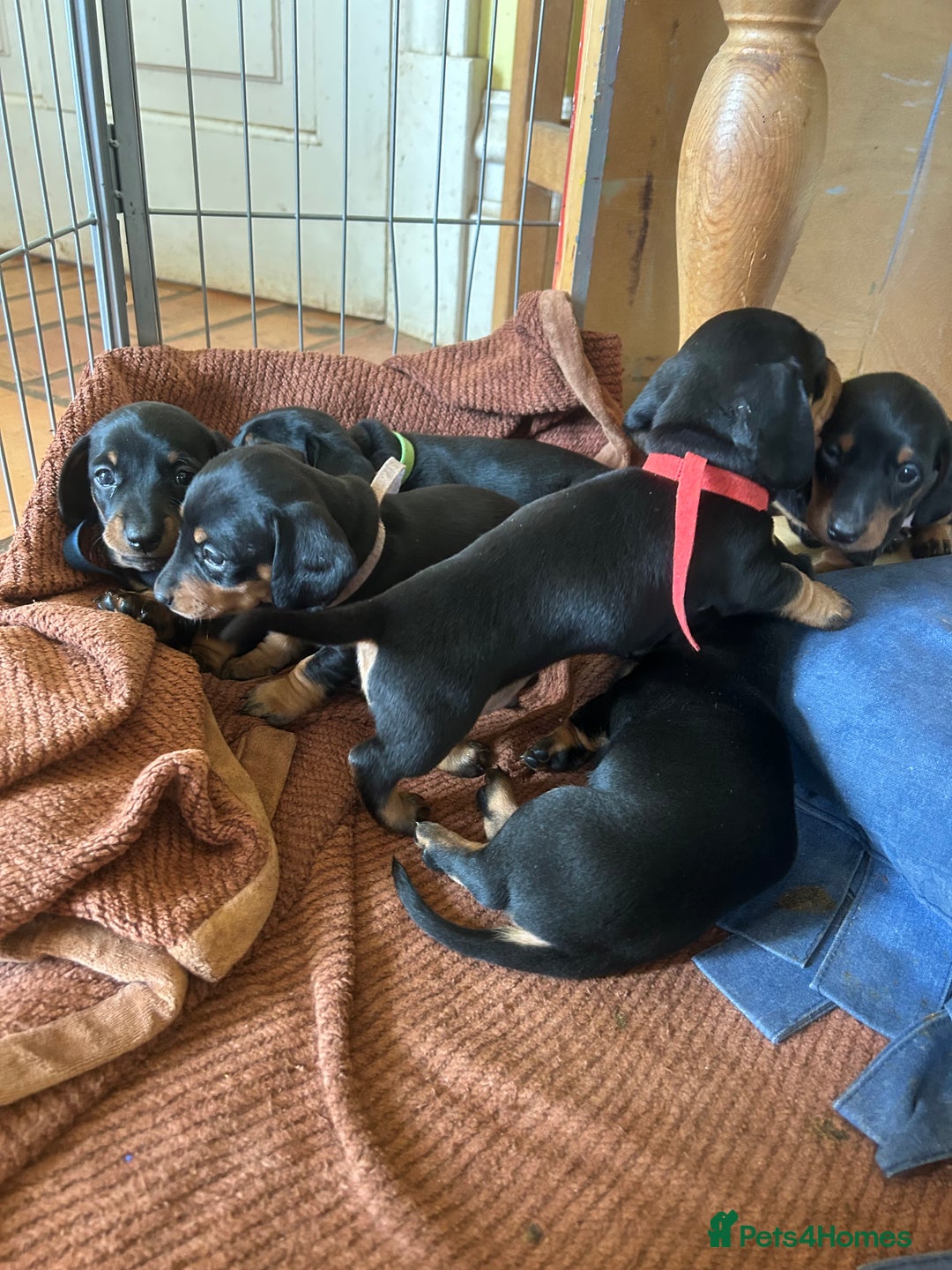 Dachshund dogs for sale: Miniature dachshund puppies - Image 4