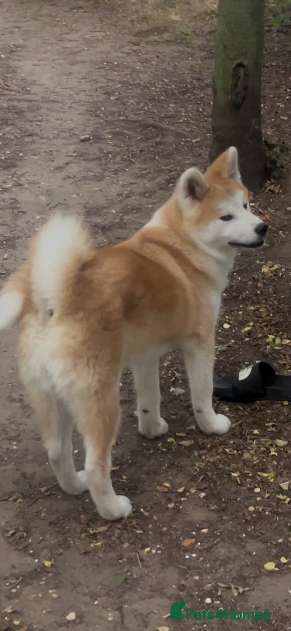 Japanese Akita Inu dogs Quality kc reg male pup - Advert 1