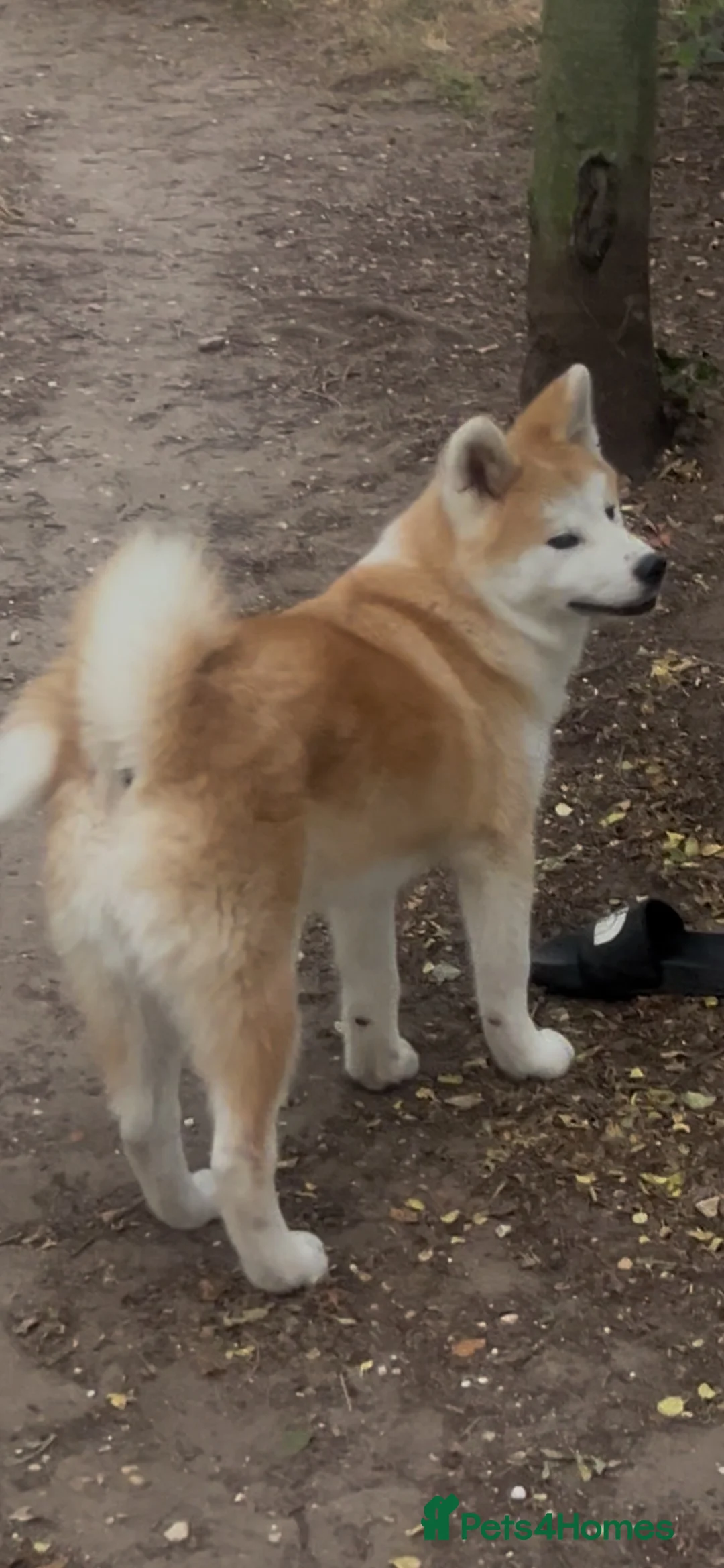 Japanese Akita Inu dogs for sale: Quality kc reg male pup - Advert 1