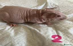 Guinea Pig rodents for sale: Skinny pig and smooth haired Guinea pigs - Image 15