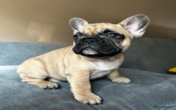 French Bulldog dogs for sale: KC, standard colours French Bulldog puppies🐾 - Image 16