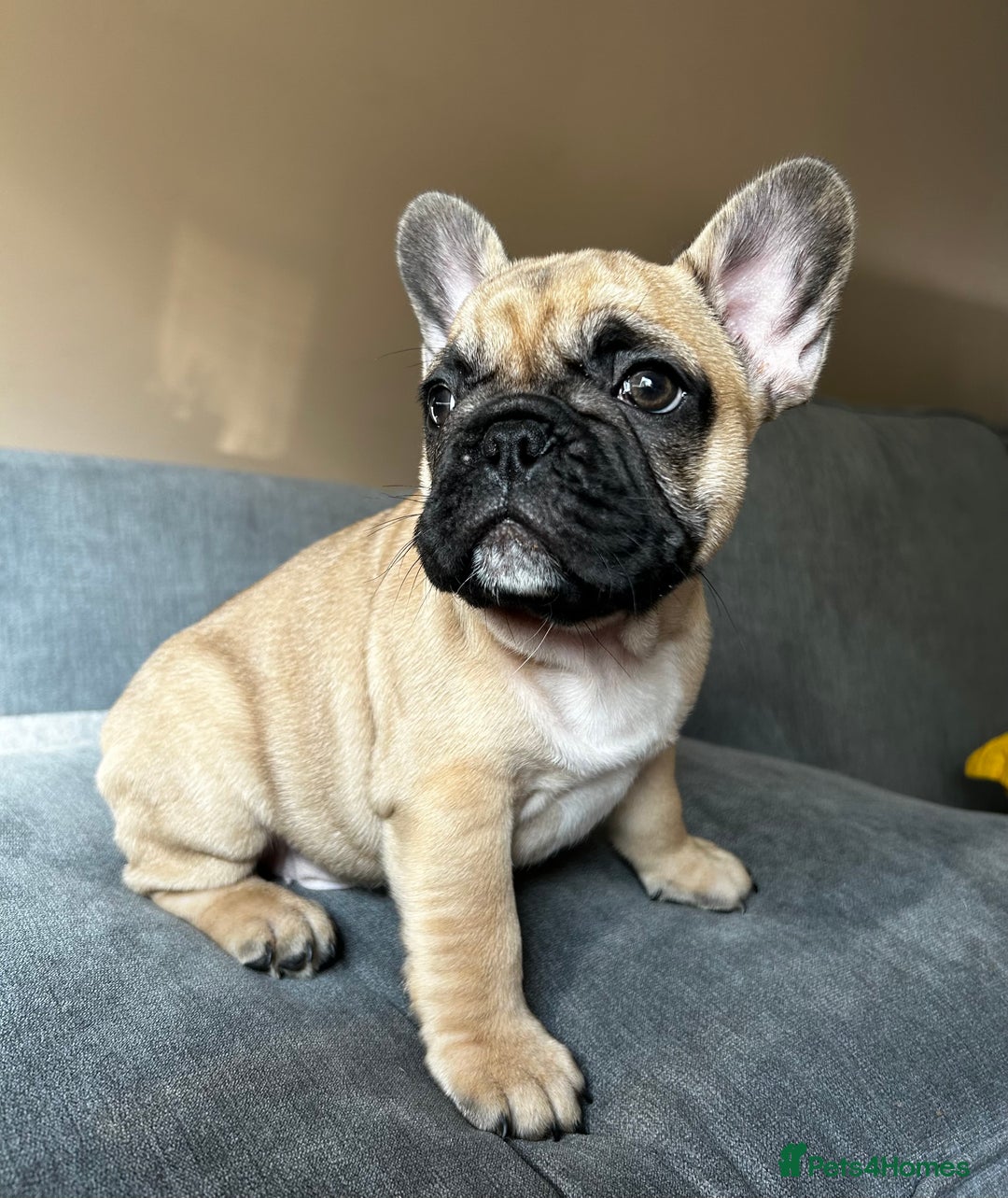 French Bulldog dogs for sale: KC, standard colours French Bulldog puppies🐾 - Image 16