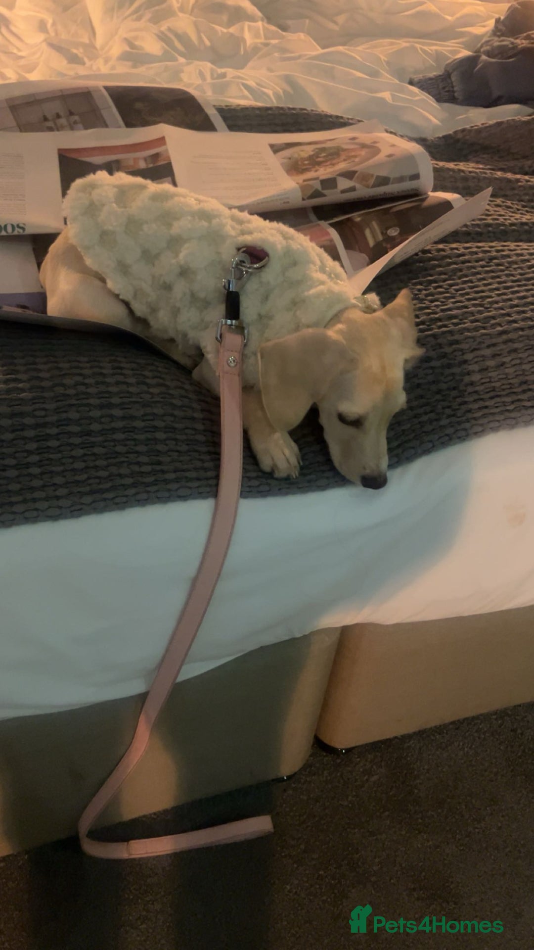 Mixed Breed dogs for sale: Miniature Jackweenie Puppy For Sale  - Image 8