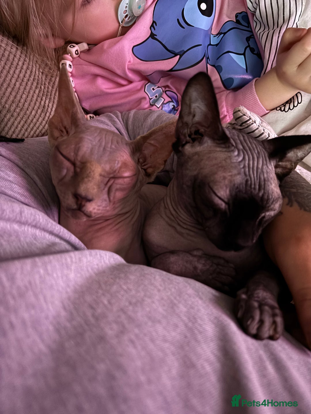 Sphynx cats for sale: Stunning Canadian sphynx kittens - Image 19