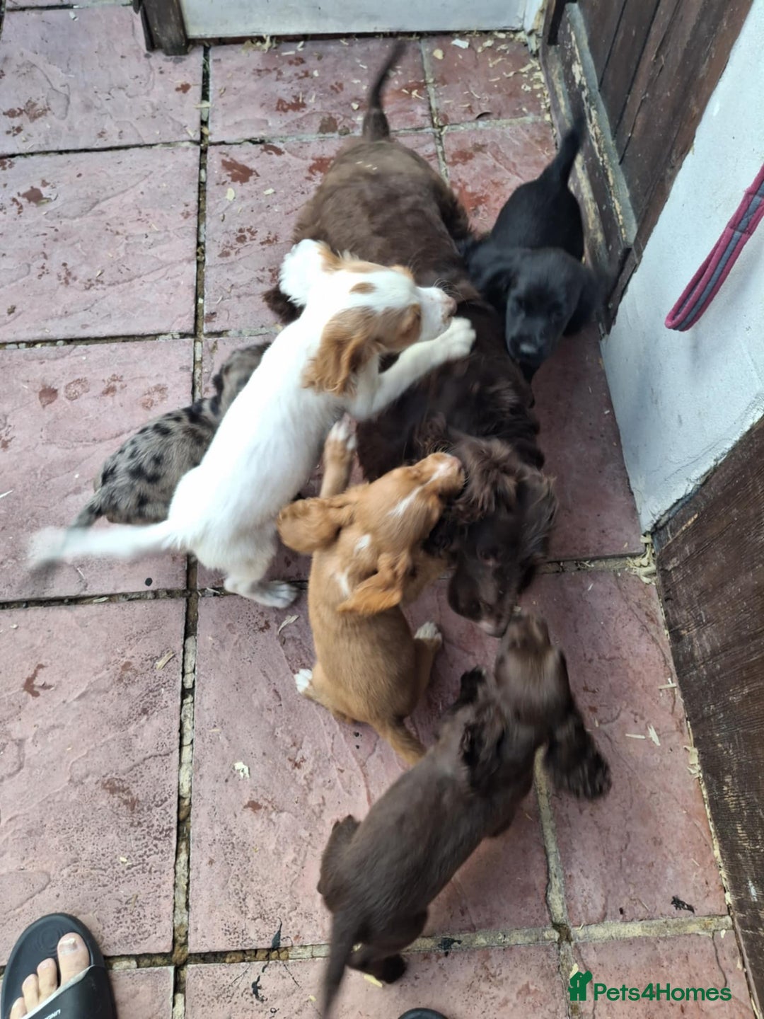 Cocker Spaniel dogs for sale: 3 male cocker spaniels - Image 4