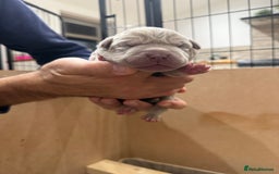 Mastiff dogs for sale: Neapolitan Mix - Image 8