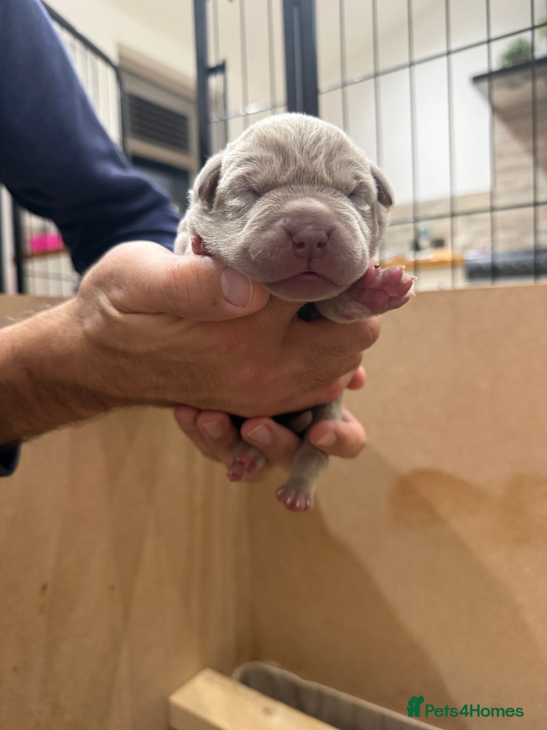 Mastiff dogs for sale: Neapolitan Mix - Image 8