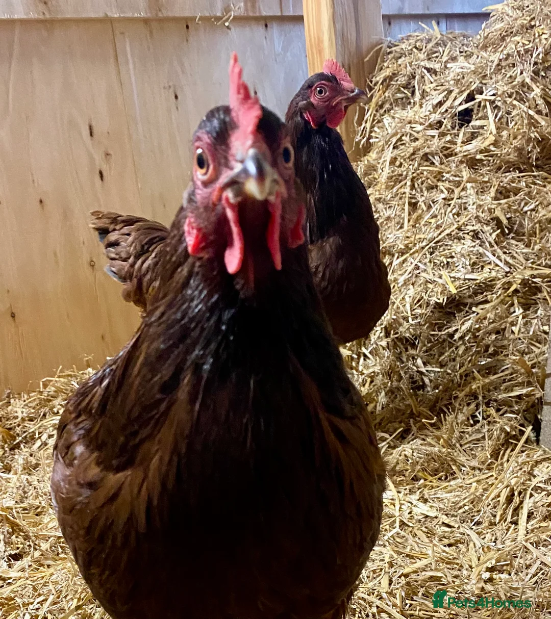Chickens poultry for sale: Rhode Island Red - Advert 1