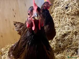 Chickens poultry Rhode Island Red - Advert 8