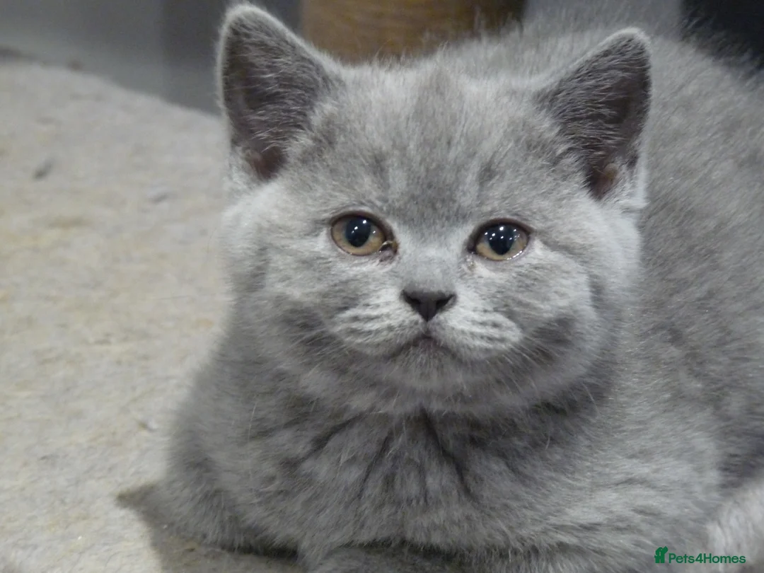 British Shorthair cats for sale: four beautiful british shorthair kittens for sale - Advert 29