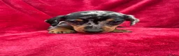 Miniature Dachshund dogs for sale: Dapple Miniature Dachshund puppies - Advert 9