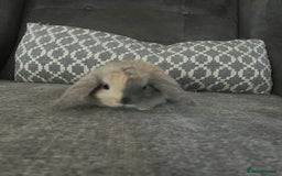 Mini Lop rabbits for sale: Mini lop baby bunnies - Image 1