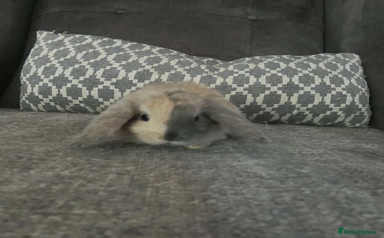 Mini Lop rabbits - Advert 10