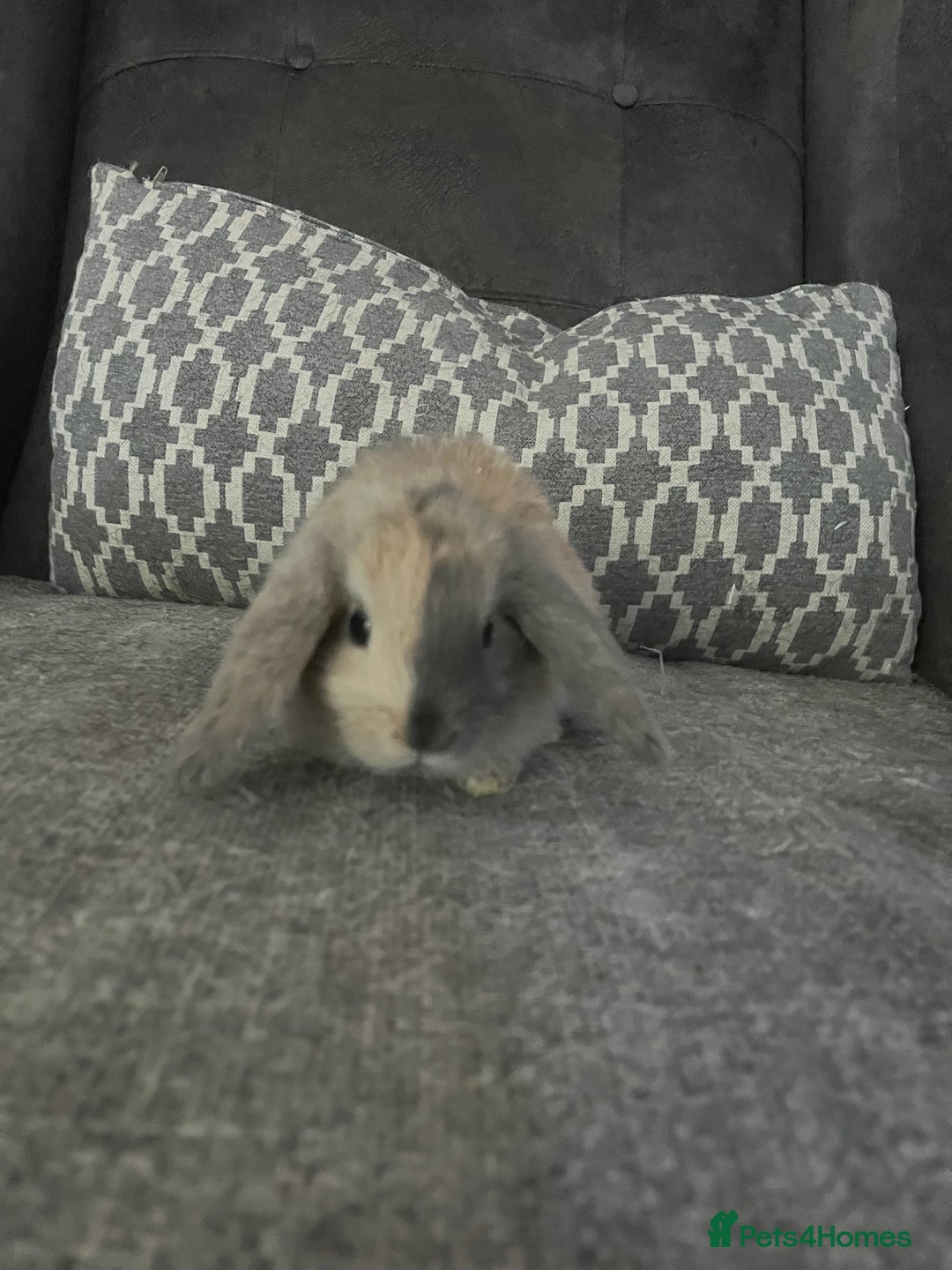 Mini Lop rabbits for sale: Mini lop baby bunnies - Image 1