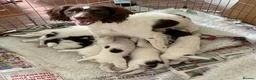 English Springer Spaniel dogs for sale: English Springer Spaniel pups, KC registered  - Advert 2