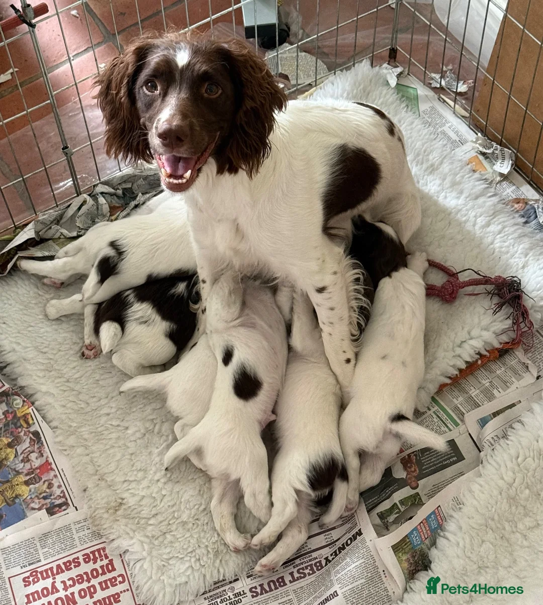 English Springer Spaniel dogs for sale: English Springer Spaniel pups, KC registered  - Advert 2