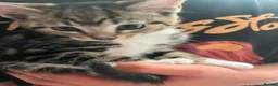 Mixed Breed cats for sale: Adorable kittens - Advert 29