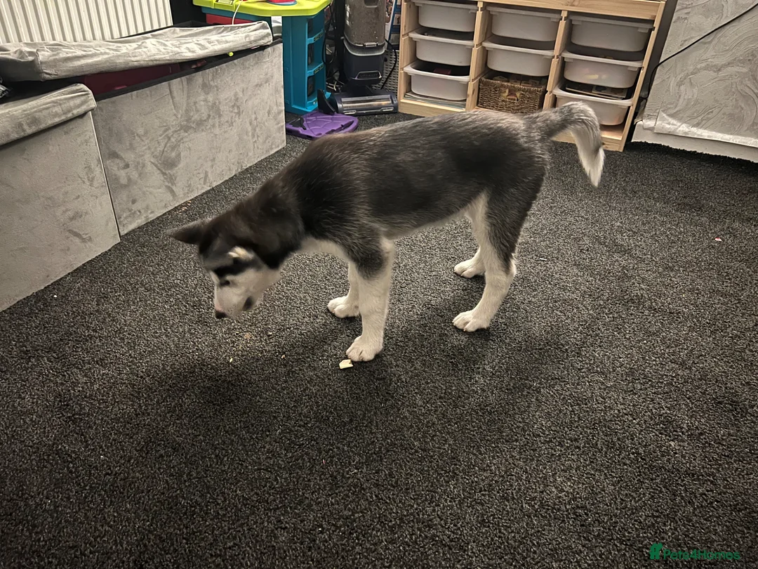 Siberian Husky dogs for sale: 14 week old puppy husky for sale  - Advert 6