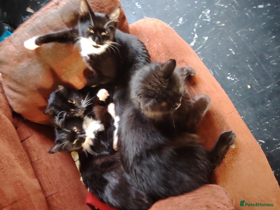British Shorthair cats for sale: 2 tuxedo boys - Image 5