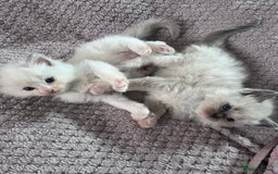Ragdoll cats for sale: Stunning Ragdoll kittens for sale - Image 22