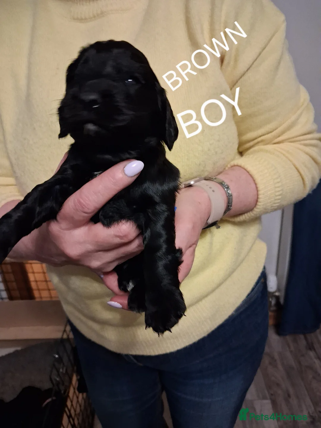 Cocker Spaniel dogs for sale: Cocker spaniel  - Advert 2