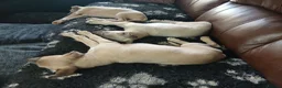 Whippet dogs for sale: High Quality Whippet pups Crufts in Bishop Auckland - Advert 15