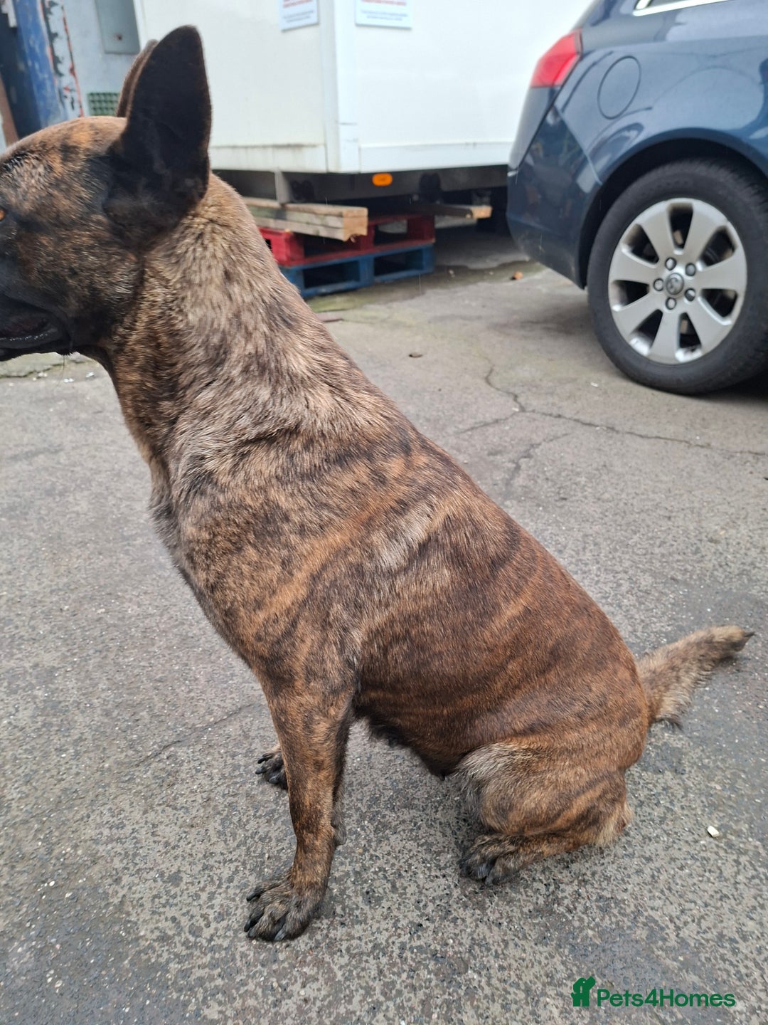 German Shepherd dogs for sale: German shepherd - Advert 7