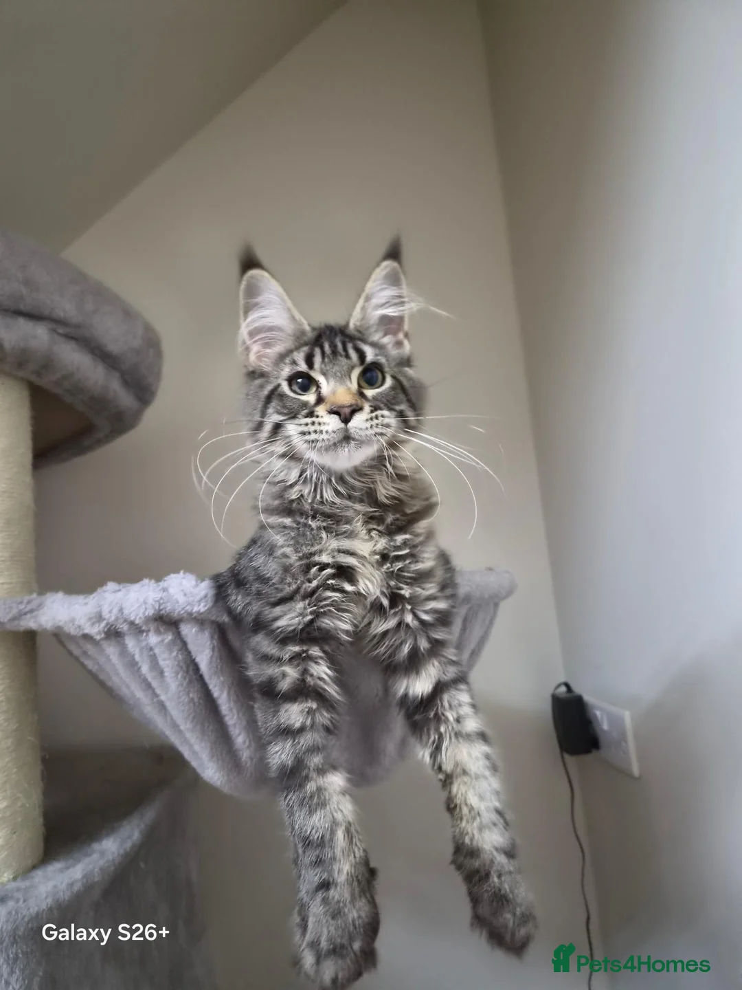 Maine Coon cats for sale: Maine coon-licensed cattery - Advert 12
