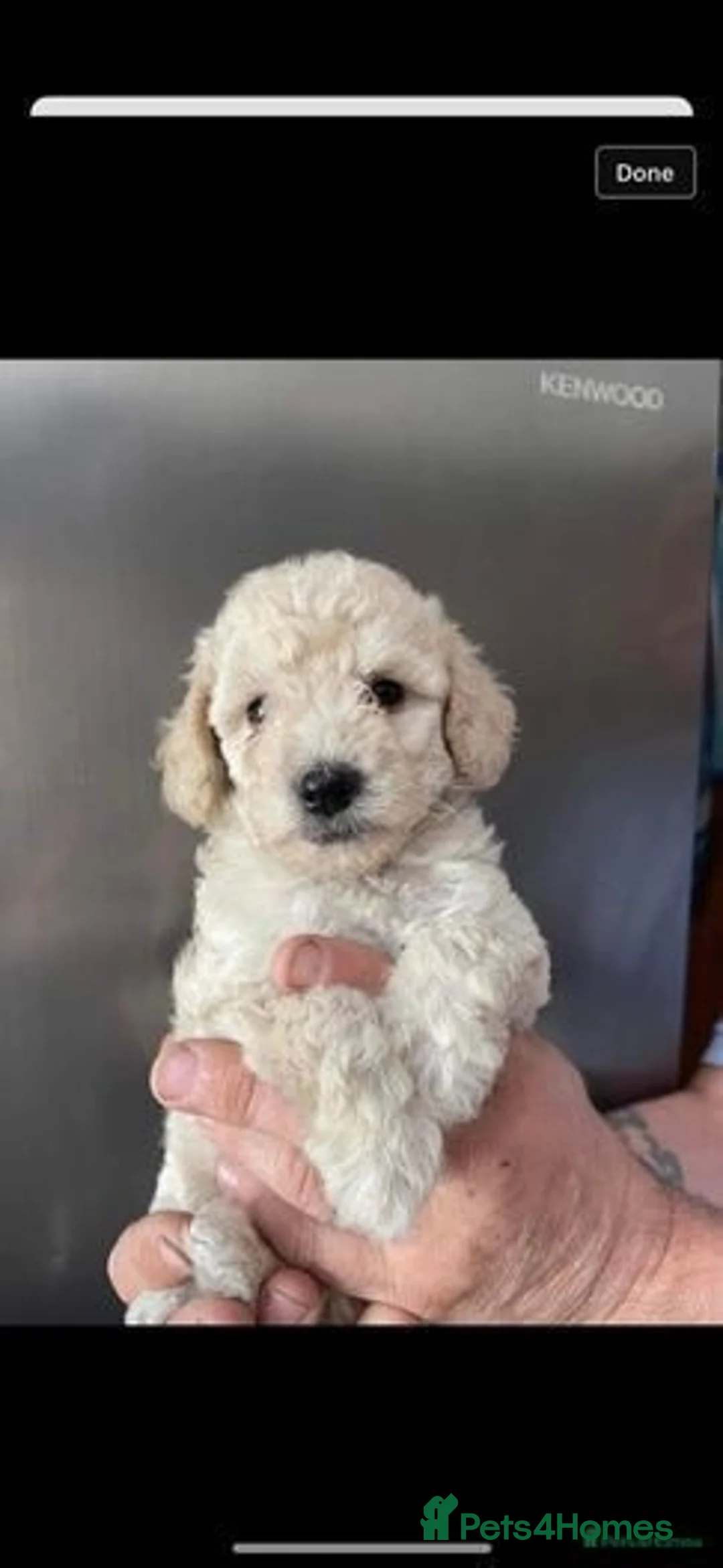 Toy Poodle dogs for stud: KC reg health tested toy poodle studs in Exeter - Advert 14