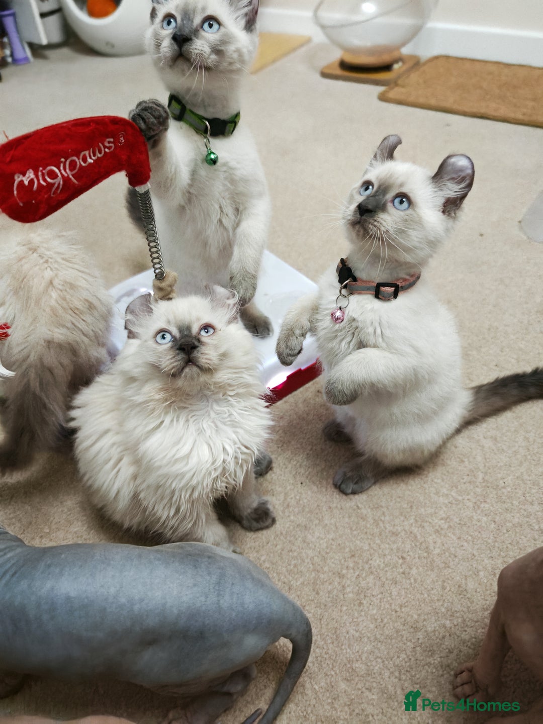 American Curl cats for sale: RARE, Unique, Affectionate American Curl Kittens!  - Advert 4