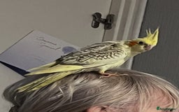 Cockatiels birds for sale: Baby hand reared cockatiels  - Advert 1