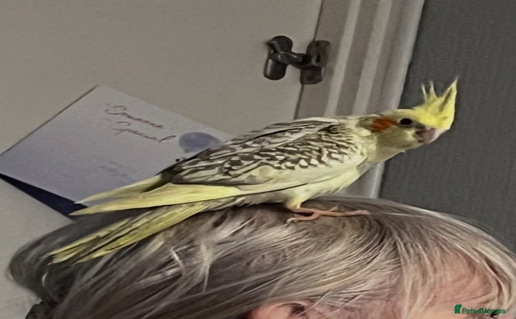 Cockatiels birds Baby hand reared cockatiels  - Advert 2