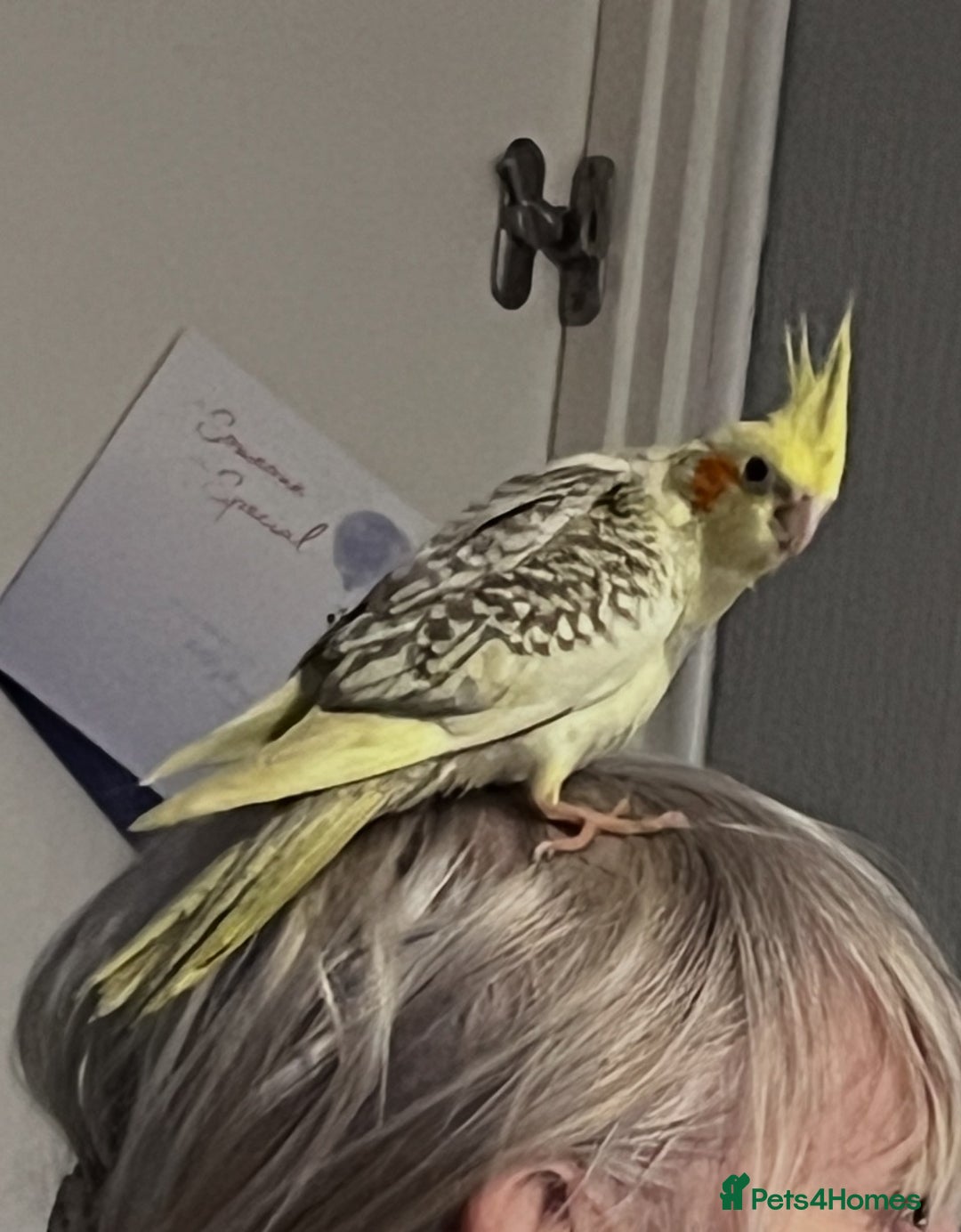 Cockatiels birds for sale: Baby hand reared cockatiels  - Advert 1