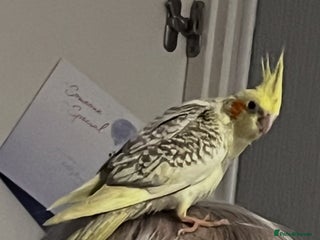 Cockatiels birds Baby hand reared cockatiels - Advert 1