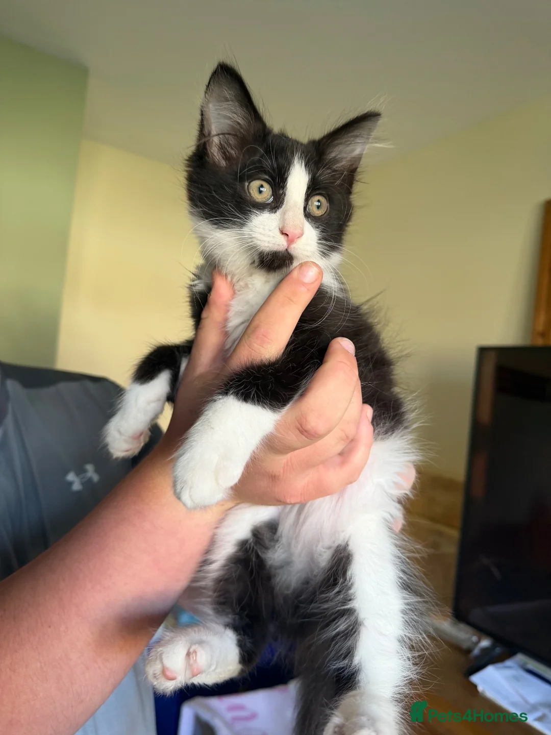 Mixed Breed cats for sale: 2 male kittens  in Southend-on-Sea - Advert 2