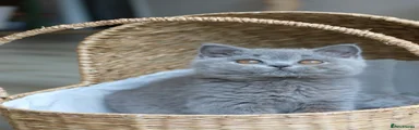 British Shorthair Kitten 1