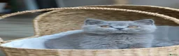 British Shorthair cats for sale: Beautiful Blue Girl Kitten - Reg & Licensed - Advert 10