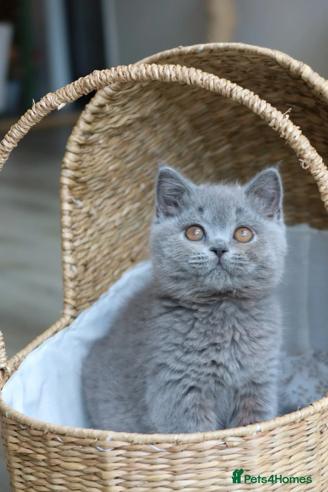 British Shorthair cats for sale: Beautiful Blue Girl Kitten - Reg & Licensed - Advert 10