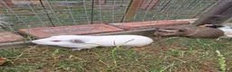 Guinea Pig rodents for sale: 3 Males only left guinea pigs for sale  - Advert 1