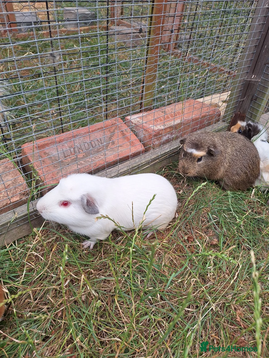 Guinea Pig rodents for sale: 3 Males only left guinea pigs for sale  - Advert 1