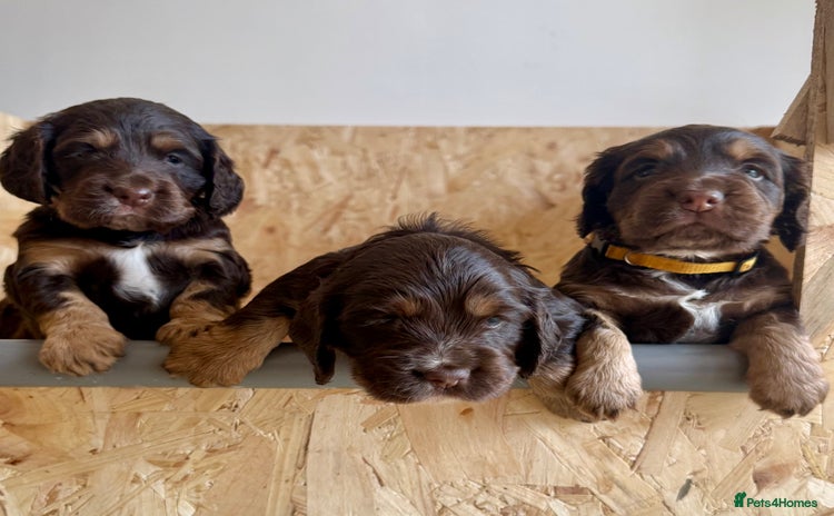 Cocker Spaniel dogs - Advert 2