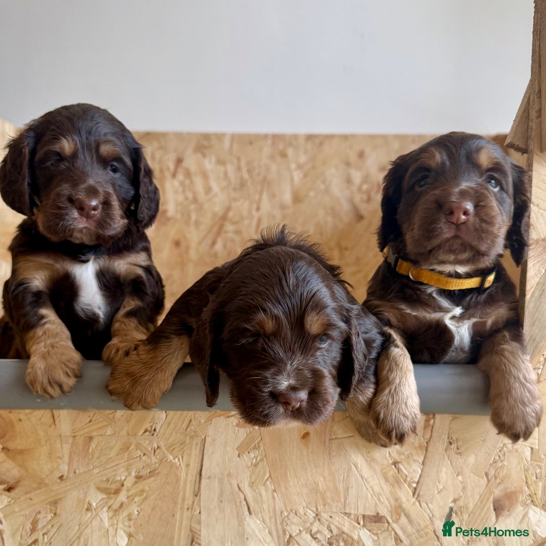 Cocker Spaniel dogs for sale: Working cross Show Cocker Spaniel puppies - Image 1