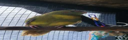 Parrots birds for sale: 5x kakarikis chicks ready now - Advert 6