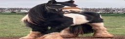 Irish Cob horses for sale: 13.2 piebald cob in Kidderminster - Advert 2